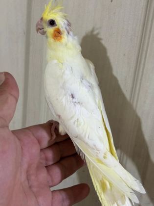 Konuşturmalik 40 Günlük Lutino Sultan Papağani Bebek