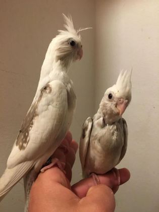 40 Günlük A Kalite Wf White Konuşturmalik Bebek Kuşlar