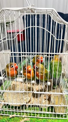 Cennet Papağanı Yeni Yeme Düşmüş