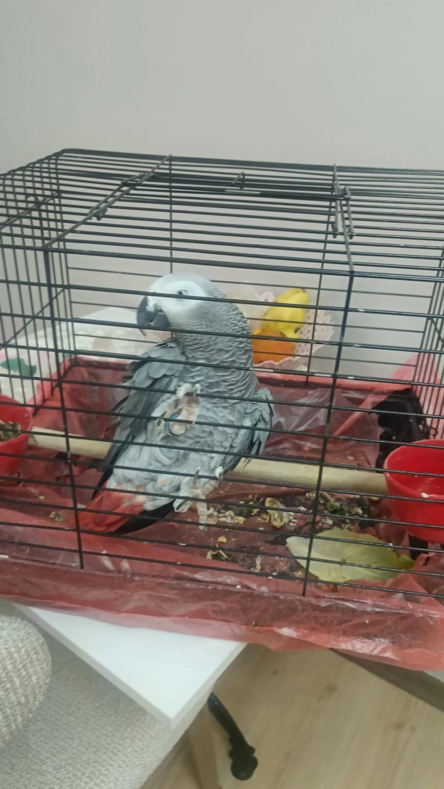 3 Yaşında Dişi Jako Papağanı