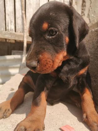 A ŞECERELİ ANNE VE BABADAN A SCRLİ DOBERMAN YAVRULAR