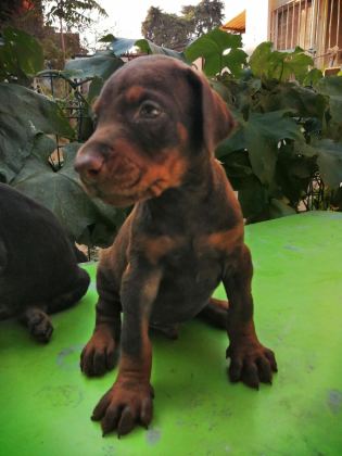 A ŞECERELİ ANNE VE BABADAN A SCRLİ DOBERMAN YAVRULAR