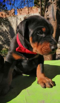 A ŞECERELİ ANNE VE BABADAN ÜST DÜZEYDE DOBERMANLAR