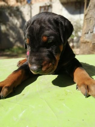 A ŞECERELİ ANNE VE BABADAN ÜST DÜZEYDE DOBERMANLAR