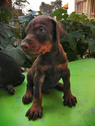 A Şecereli Anne Ve Babadan A Scrli Doberman Yavrular