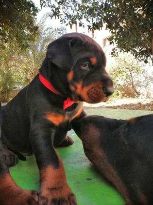 A ŞECERELİ ANNE VE BABADAN ÜST DÜZEYDE DOBERMANLAR