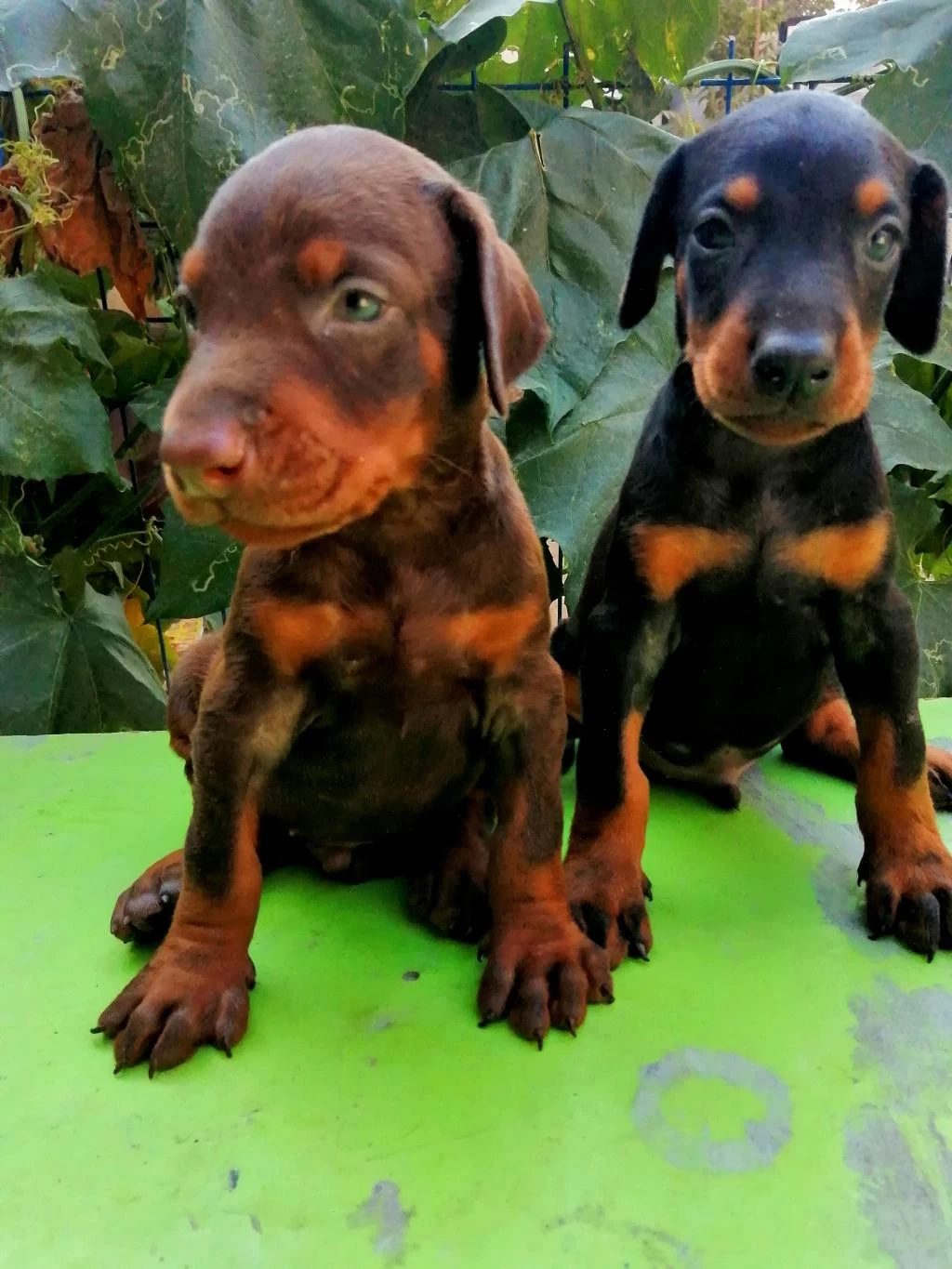 A Şecereli Anne Ve Babadan A Scrli Doberman Yavrular