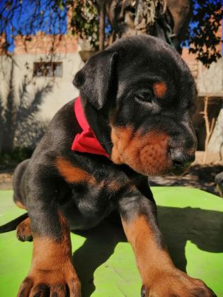 A ŞECERELİ ANNE VE BABADAN ÜST DÜZEYDE DOBERMANLAR