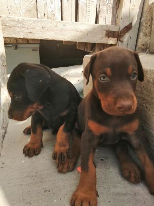 A ŞECERELİ ANNE VE BABADAN A SCRLİ DOBERMAN YAVRULAR