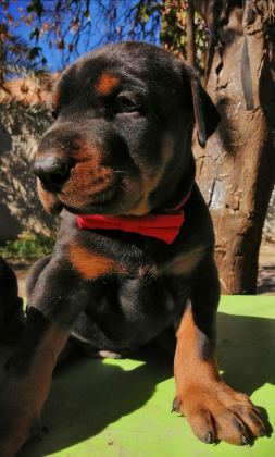 A ŞECERELİ ANNE VE BABADAN ÜST DÜZEYDE DOBERMANLAR