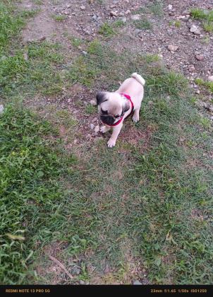 Pug Yavru Orijinal 2 Buçuk Aylık