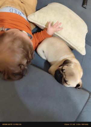 Pug Yavru Orijinal 2 Buçuk Aylık