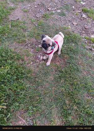 Pug Yavru Orijinal 2 Buçuk Aylık