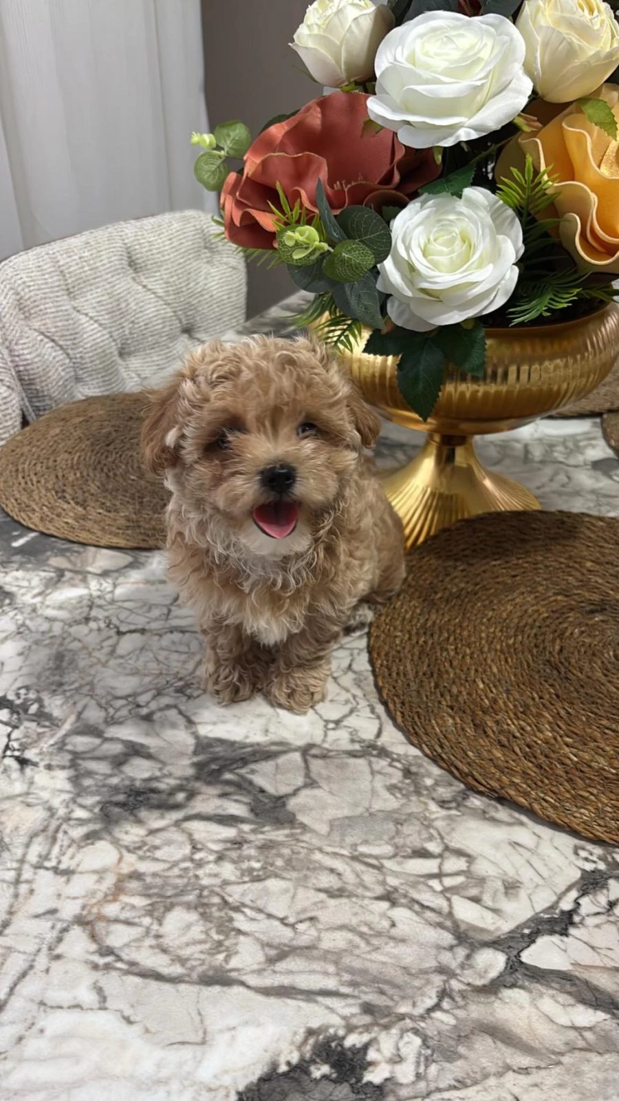 Maltipoo Kg Garantili