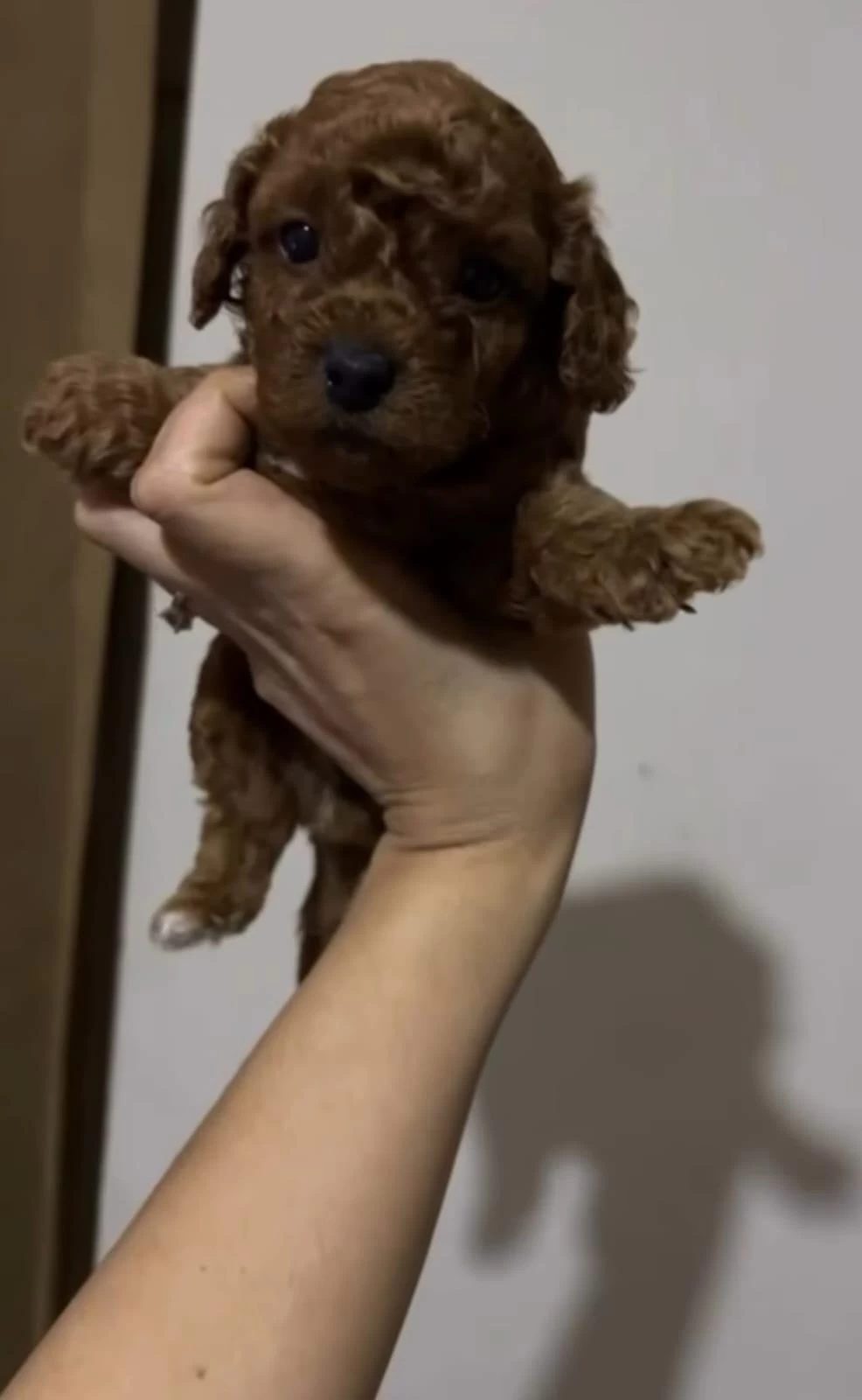Sağlıklı Teacup Poodle