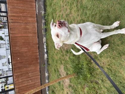 Çatalburun Köpek Av Köpeği