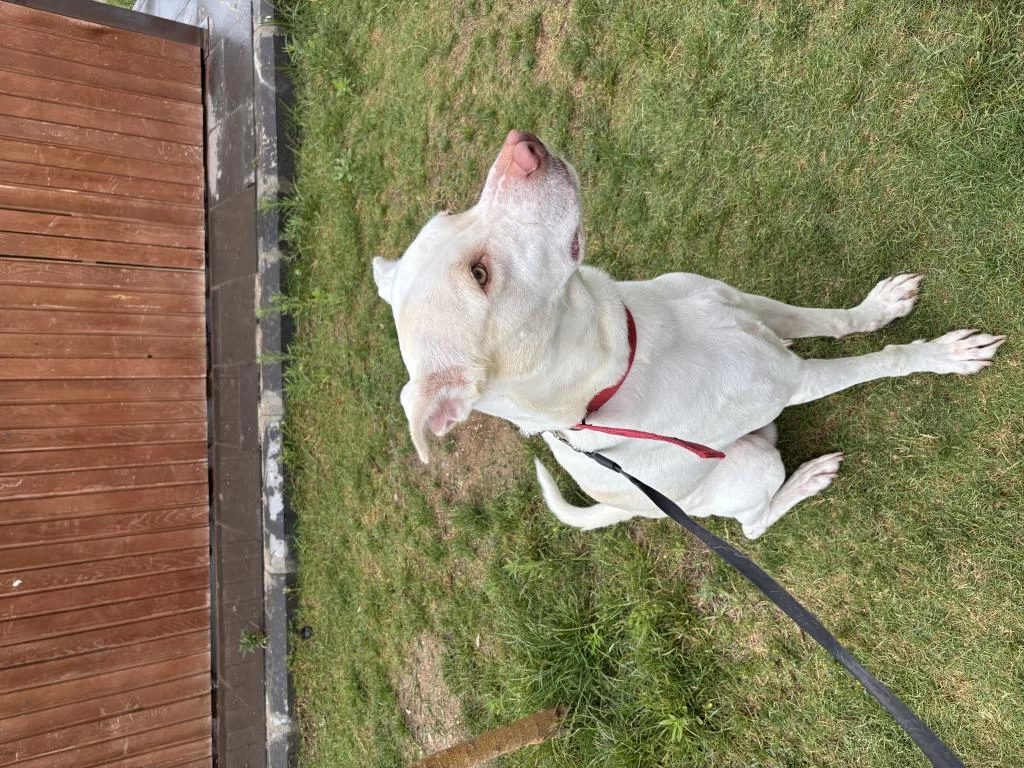 Çatalburun Köpek Av Köpeği