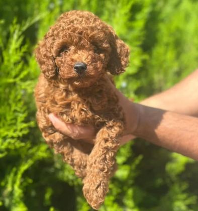 A Kalite Poodle Yavrular