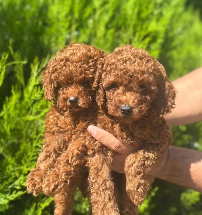 A Kalite Poodle Yavrular