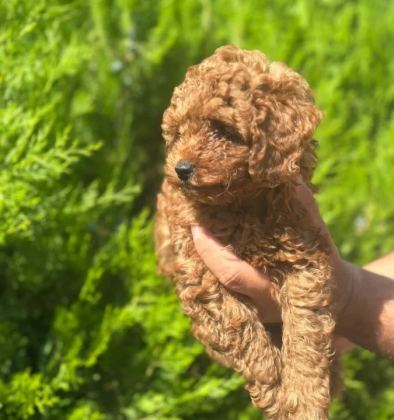 A Kalite Poodle Yavrular