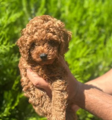 A Kalite Poodle Yavrular