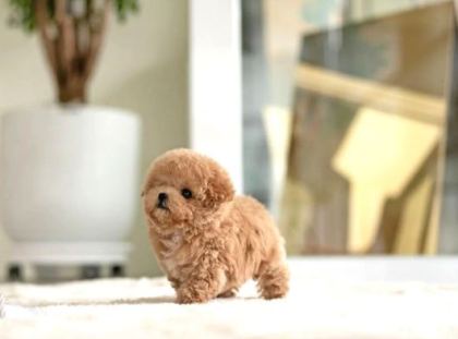 Maya Kizimizin Mükemmel Yavrusu Toy Poodle
