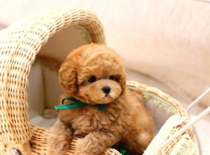 Mi̇cro Boy Toy Poodle Bebekleri̇m