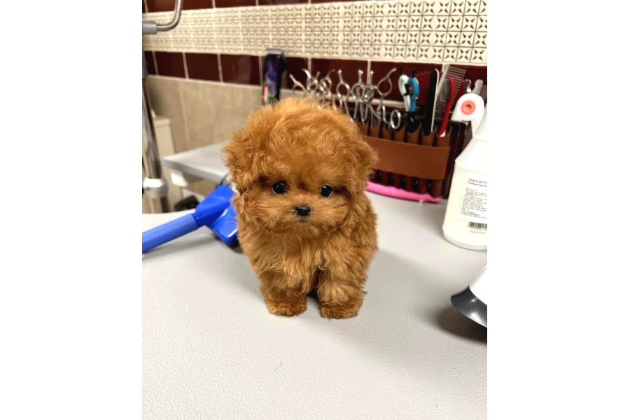 Renk Renk Evi̇ni̇ze Neşe Katacak Toy Poodle Bebekleri̇m