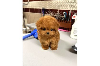Renk Renk Evi̇ni̇ze Neşe Katacak Toy Poodle Bebekleri̇m