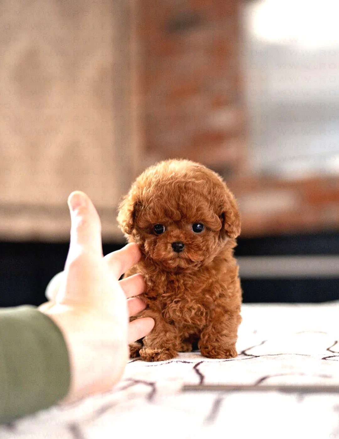 Hi̇poalerjeni̇k Toy Poodle Bebekleri̇mi̇z