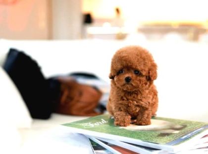 Hi̇poalerjeni̇k Toy Poodle Bebekleri̇mi̇z