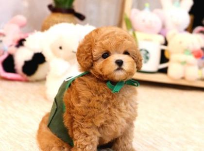 Mi̇cro Boy Toy Poodle Bebekleri̇m