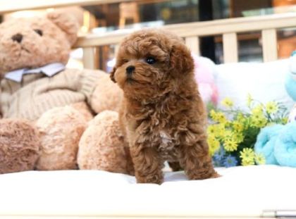 Bebek Surat Toy Poodle Bebekleri̇m