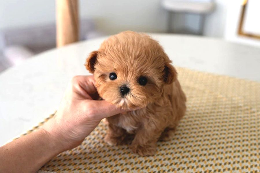 Hedefi̇ni̇zde Kali̇te Varsa Buyrun Efendi̇m Bebek Yüz Yapisi