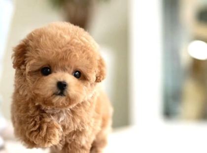 Maya Kizimizin Mükemmel Yavrusu Toy Poodle