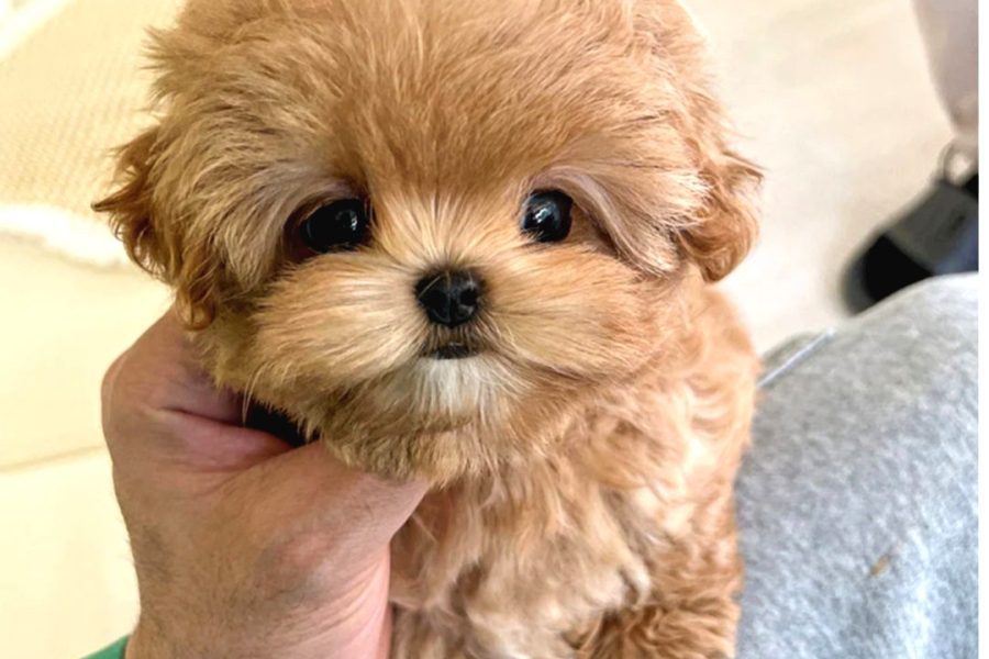Bebek Yüzlü Toy Poodle Bebekleri̇m