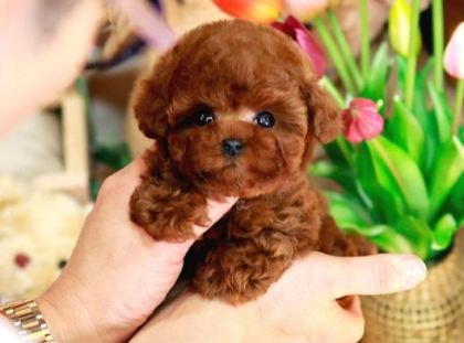 Mi̇cro Boy Toy Poodle İstanbul Kapida Ödemeli̇