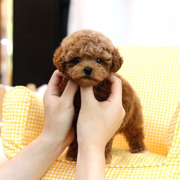 Bebek Surat Toy Poodle Bebekleri̇m