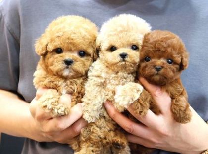 Toy Poodle Bebekleri̇mi̇z Uygun Bütçeli̇