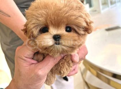 Bebek Yüzlü Toy Poodle Bebekleri̇m