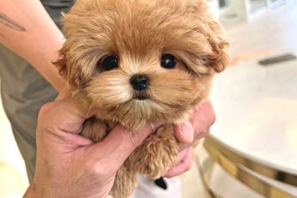 Bebek Yüzlü Toy Poodle Bebekleri̇m