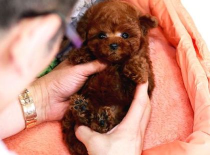 Mi̇cro Boy Toy Poodle İstanbul Kapida Ödemeli̇