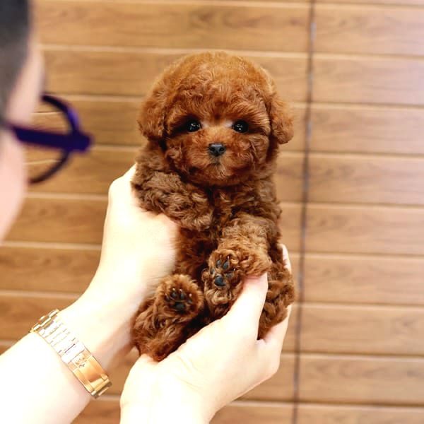 Mi̇cro Boy Toy Poodle İstanbul Kapida Ödemeli̇