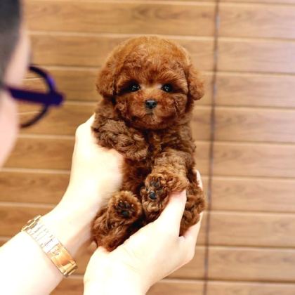 Mi̇cro Boy Toy Poodle İstanbul Kapida Ödemeli̇
