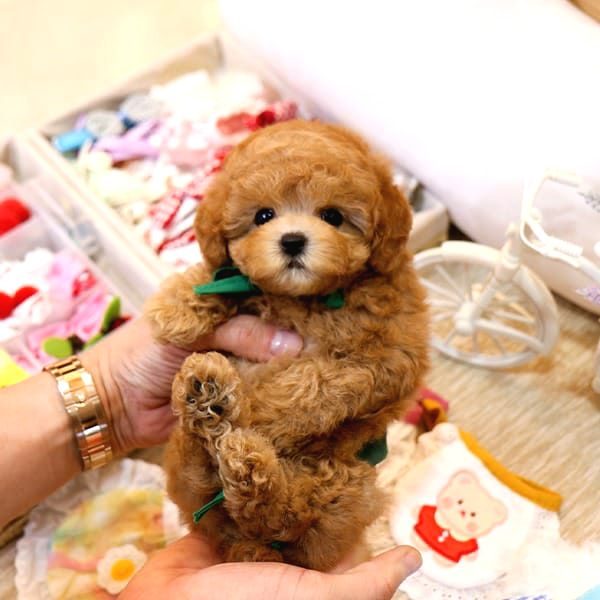 Mi̇cro Boy Toy Poodle Bebekleri̇m