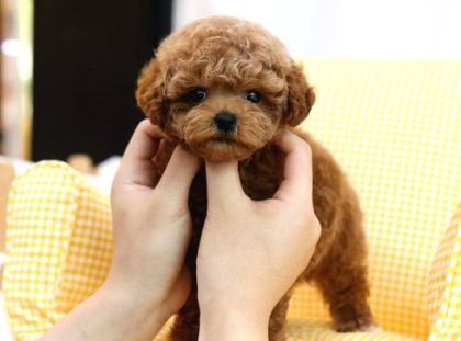 Bebek Surat Toy Poodle Bebekleri̇m