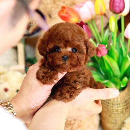 Mi̇cro Boy Toy Poodle İstanbul Kapida Ödemeli̇