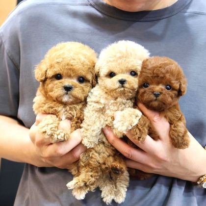 Toy Poodle Bebekleri̇mi̇z Uygun Bütçeli̇