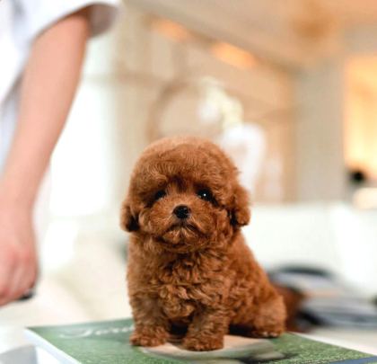 Hi̇poalerjeni̇k Toy Poodle Bebekleri̇mi̇z