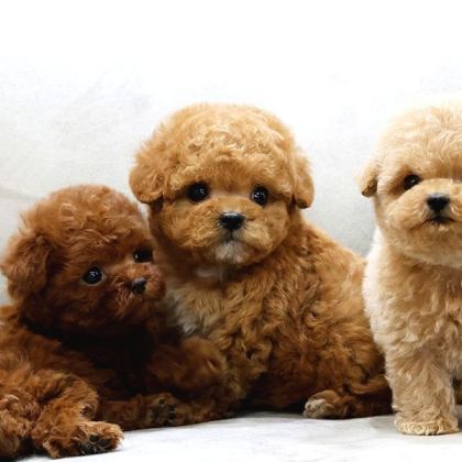 Toy Poodle Bebekleri̇mi̇z Uygun Bütçeli̇